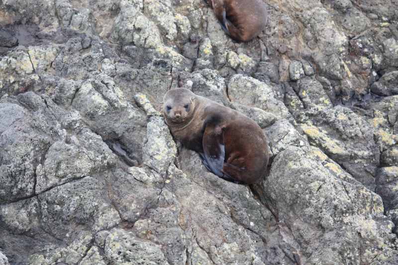 Nieuw-Zeeland 2011 - 1976